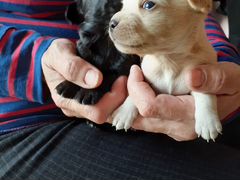 Милые щенки от маленькой собачки, 1. 5 мес