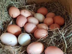 Домашние Яйца