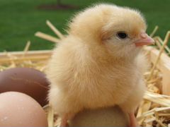 Наседка Ломан Браун выседит 10 и более цыплят