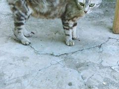 Веслоухоя кошка