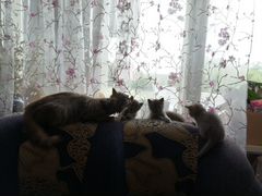 5 сереньких котят