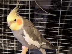 Попугай корелла Мальчик