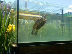 Продам черепаху красноухую, аквариум на 200 литров