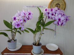 Орхидеи Дендробиум, Фаленопсис люкс и обычные