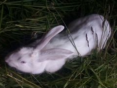 Кролик самец - 10 месяцев