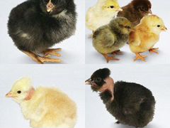 Цыплята на заказ,от суточных до 3-х месяцев