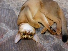 Вязка, кошка абиссинская 1 год