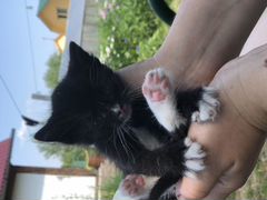 Котята-малыши в добрые руки