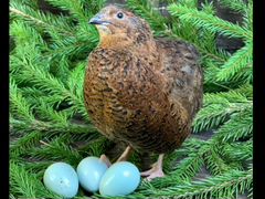 Инкубационное яйцо перепела Селадон голубые яйца
