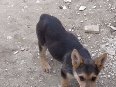 Собака немецкая щенок 3 месяц