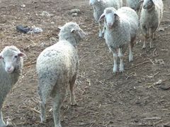 Овцы Козы