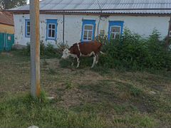 Корова герефорд