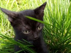 Счастливая черная кошка. Принесет вам удачу