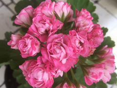 Розебудная цветущая пеларгония