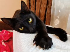 Кот «чёрный бриллиант»