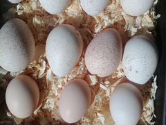 Яйца с/х птицы