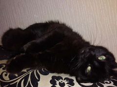 Чёрная кошка с зелёными глазами