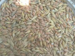 Смесь пшеницы 70 ячмень 30