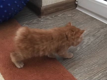 Кошечка 1,5 месяца, девочка
