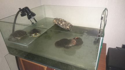 Продаются красноухие черепахи с аквариумом