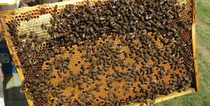 Пчелосемьи,пчелопакеты порода Карника и Карпатка