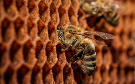 Пчелопакеты, Пчеломатки, пчелы Среднерусские