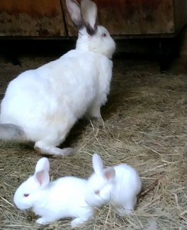 Кролики/обмен на зерно
