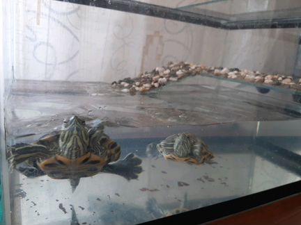 Черепахи 2 шт. И аквариум