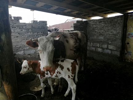Продам корову с теленком. Высокоудойная молоко оче
