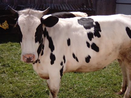Продается стельная телка от высокоудойной коровы