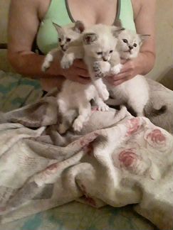 3 тайских котенка