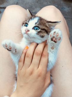 Отдам котёнка в хорошие руки