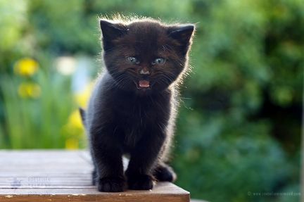 Домашний чёрный котенок
