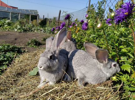 Кролики 