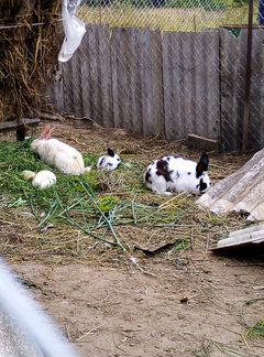 Кролики 5 месяцев