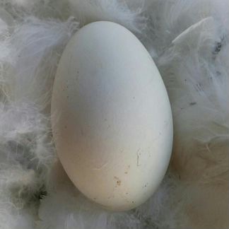 Гусиное инкубационное яйцо. Порода 