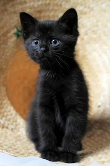 Котенок черный