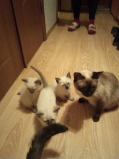 Сиамские котята, чистокровные кот и кошка сиамские