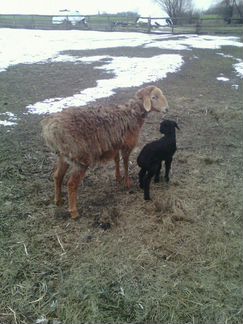 Эдельбаевская овца с ягнёнком от гиссарского баран