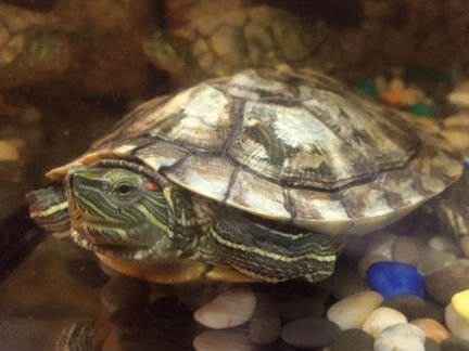 Красноухие черепахи с аквариумом 60 литров