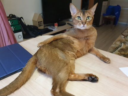 Абиссинская кошка - кот на вязку