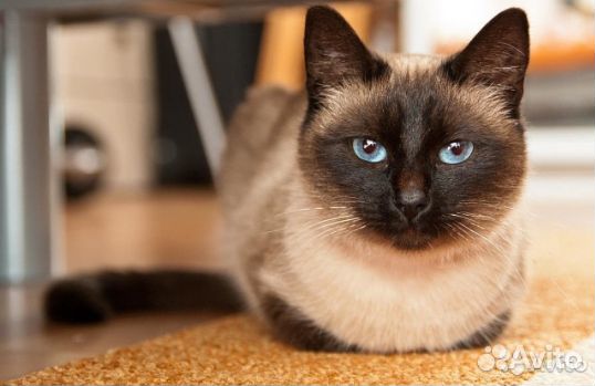 Передержка кошек и собак комнатных пород.Домашняя