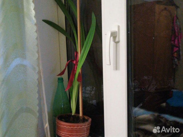 Гиппеаструм красный