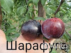 Шарафуга Плодовое Дерево Отзывы Фото