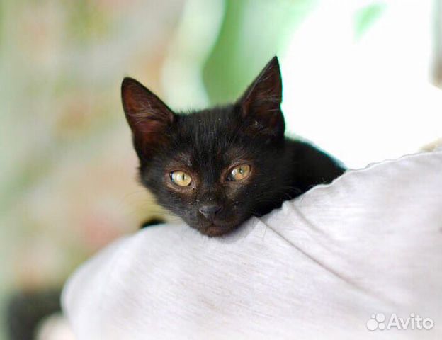 Луна - малышка ищет маму и папу