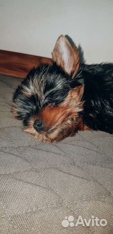 Многоразовые пеленки для животных