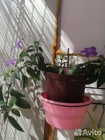 Комнатные растения