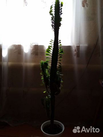 Молочай трехгранный, кактус