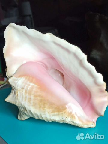 Винтаж. Раковина морская Карибы