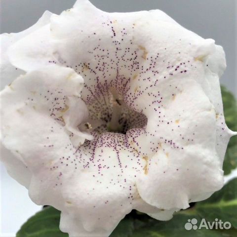 Глоксиния Стефания